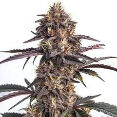 Auto Moonshine Cookies, Фасовка: 3+1